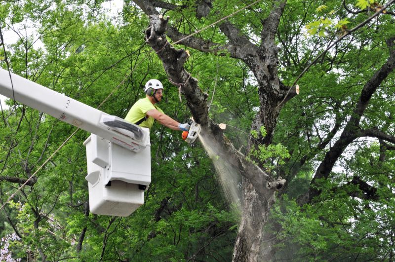 Birch Tree Removal in Montgomery County, PA