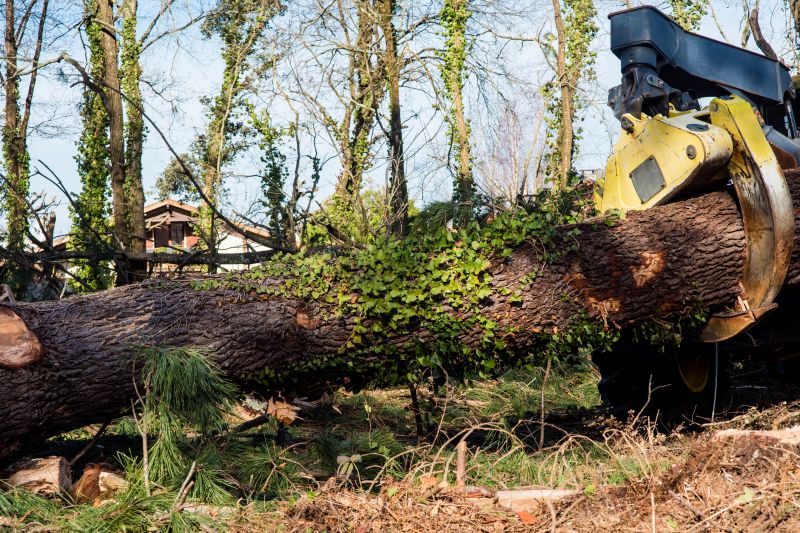 Tree Removal Service