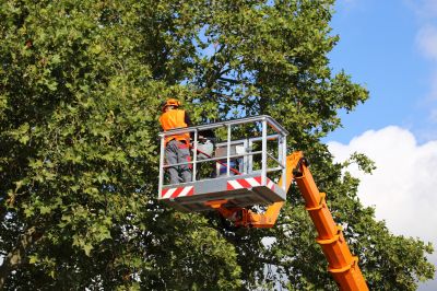 Tree Removal Service