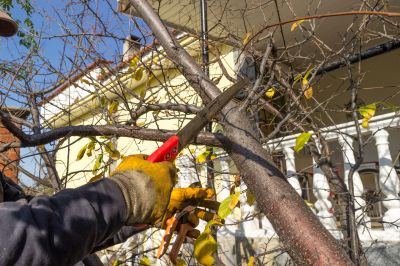 Cedar Tree Pruning in Reno, NV