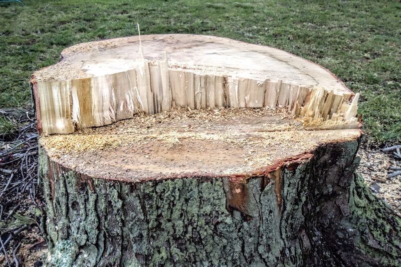 Dead Tree Removal in Duluth, MN