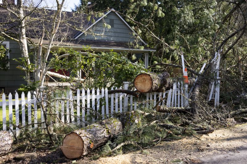Dogwood Tree Removal in Doylestown, PA
