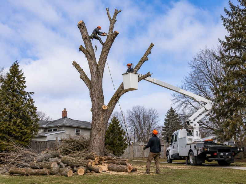 Elm Tree Removal in Aiken, SC