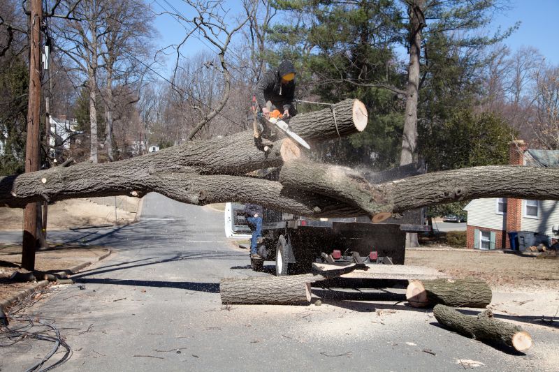 Emergency Tree Removal in Duluth, MN