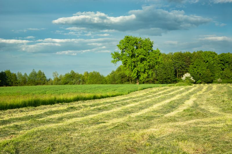 Farm Clearing in Cumming, GA