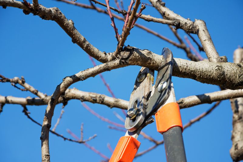 Magnolia Tree Pruning in Reno, NV