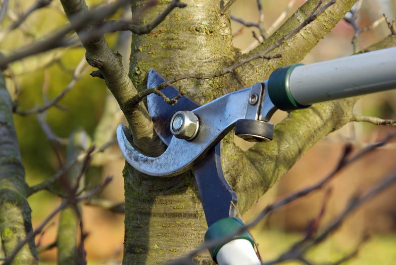 Magnolia Tree Pruning in Reno, NV
