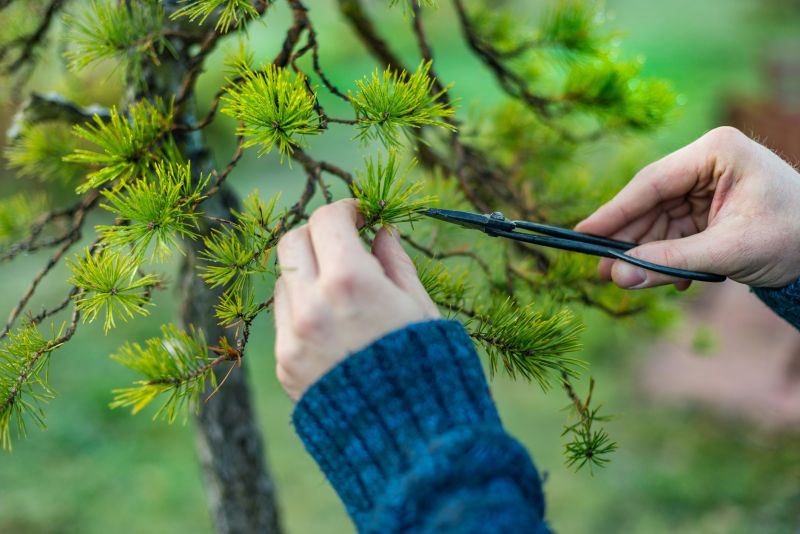 Maple Tree Pruning in Reno, NV