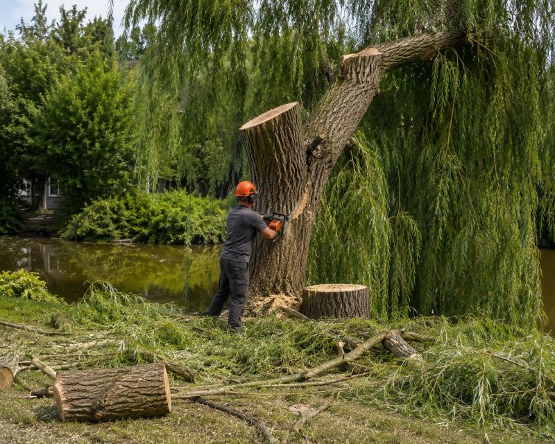 Maple Tree Removal in Pottstown, PA