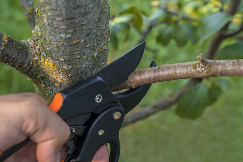 Mimosa Tree Removal in Duluth, MN
