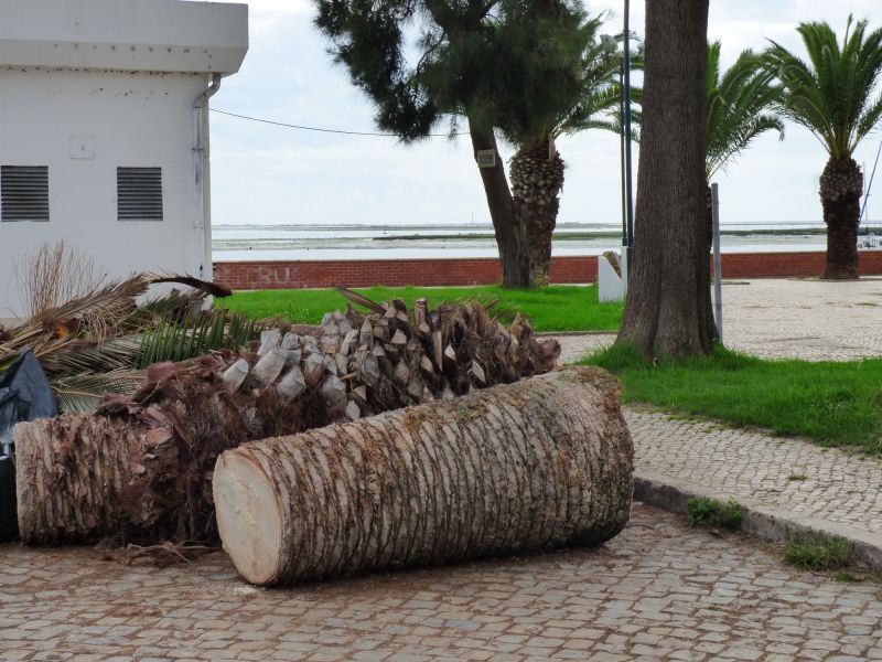 Palm Tree Removal in Duluth, MN