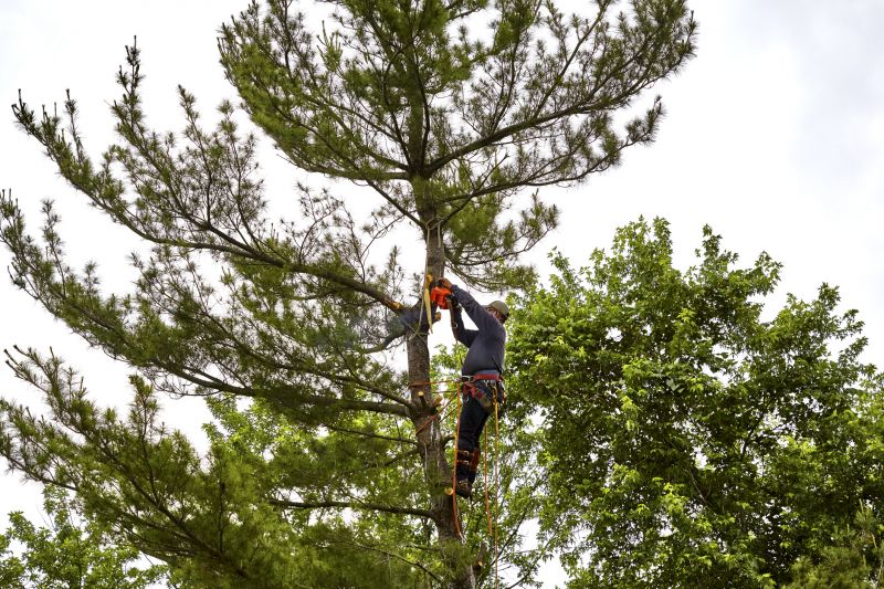 Palm Tree Removal in Duluth, MN