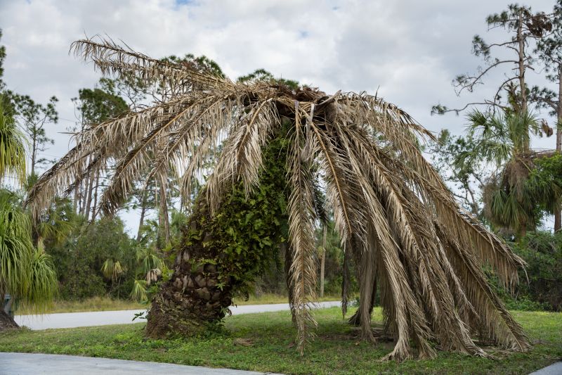 Palm Tree Removal in Duluth, MN