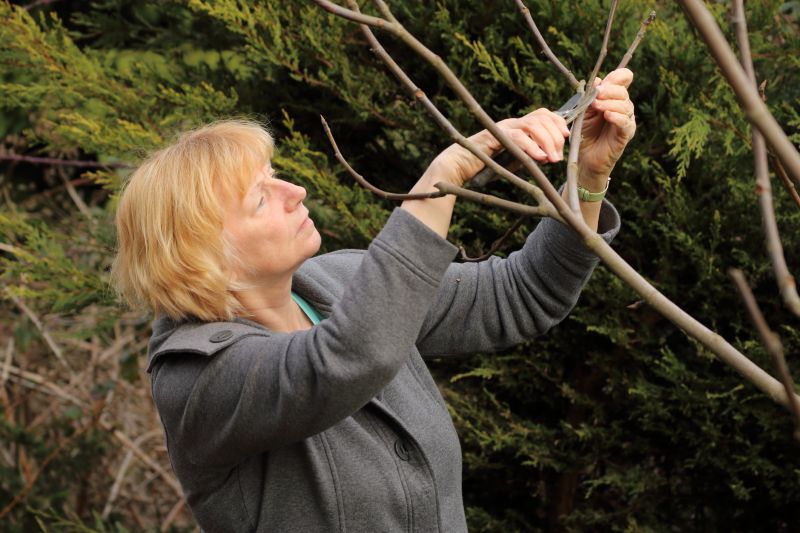 Peach Tree Pruning in Reno, NV