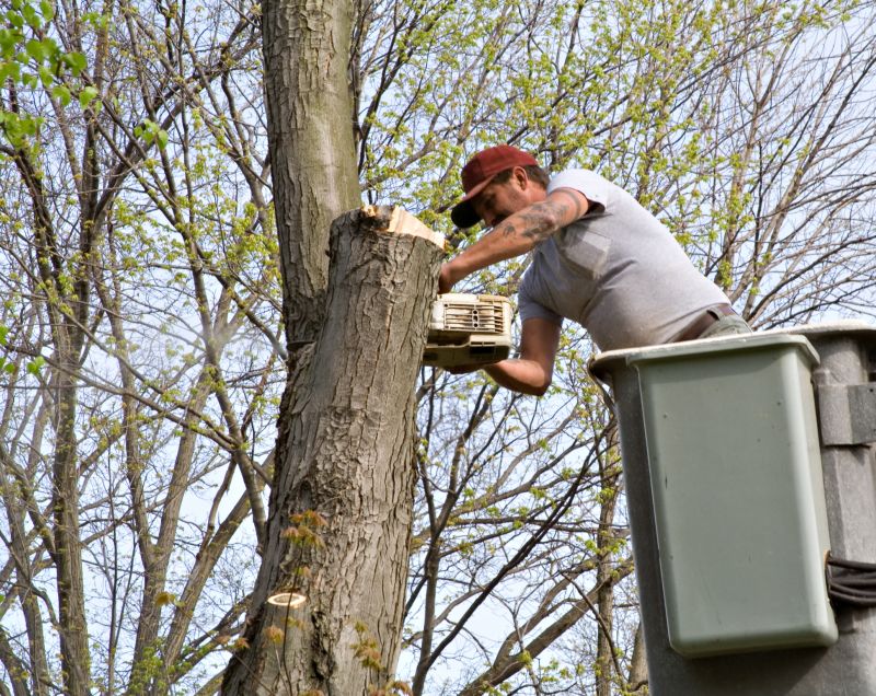 Residential Tree Service in Allentown, PA