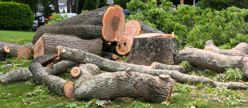 Tree Removal Service in Duluth, MN