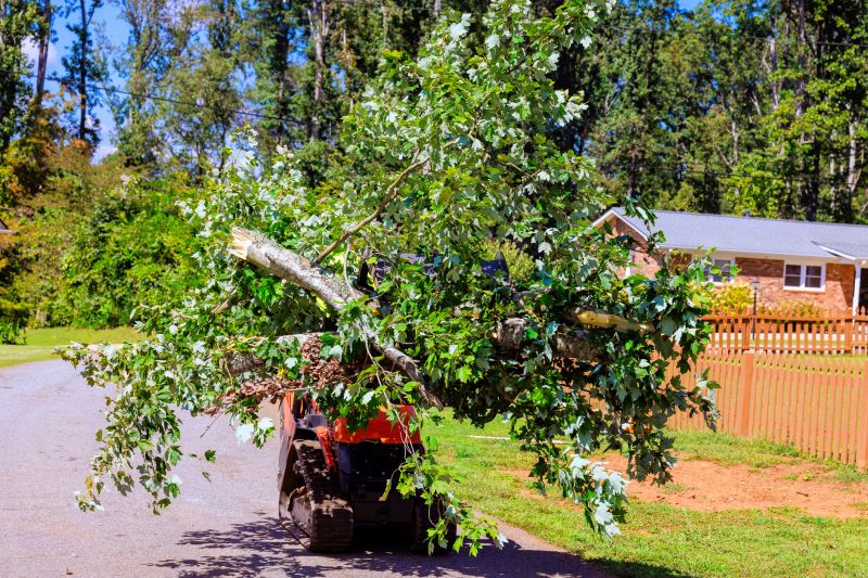 Tree Service in Reno, NV