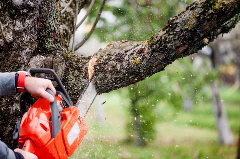 Willow Tree Removal in Duluth, MN