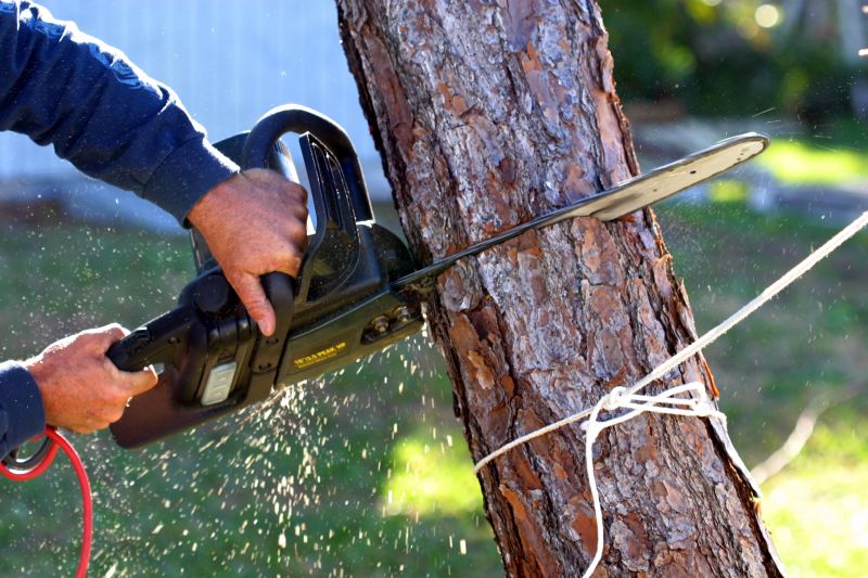 Willow Tree Removal in Doylestown, PA